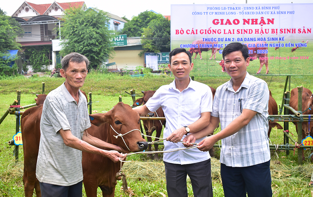 Giao bò giống cho tổ sản xuất cộng đồng dân cư xã Bình Phú, huyện Phù Ninh