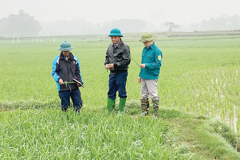 Yên Luật vươn mình