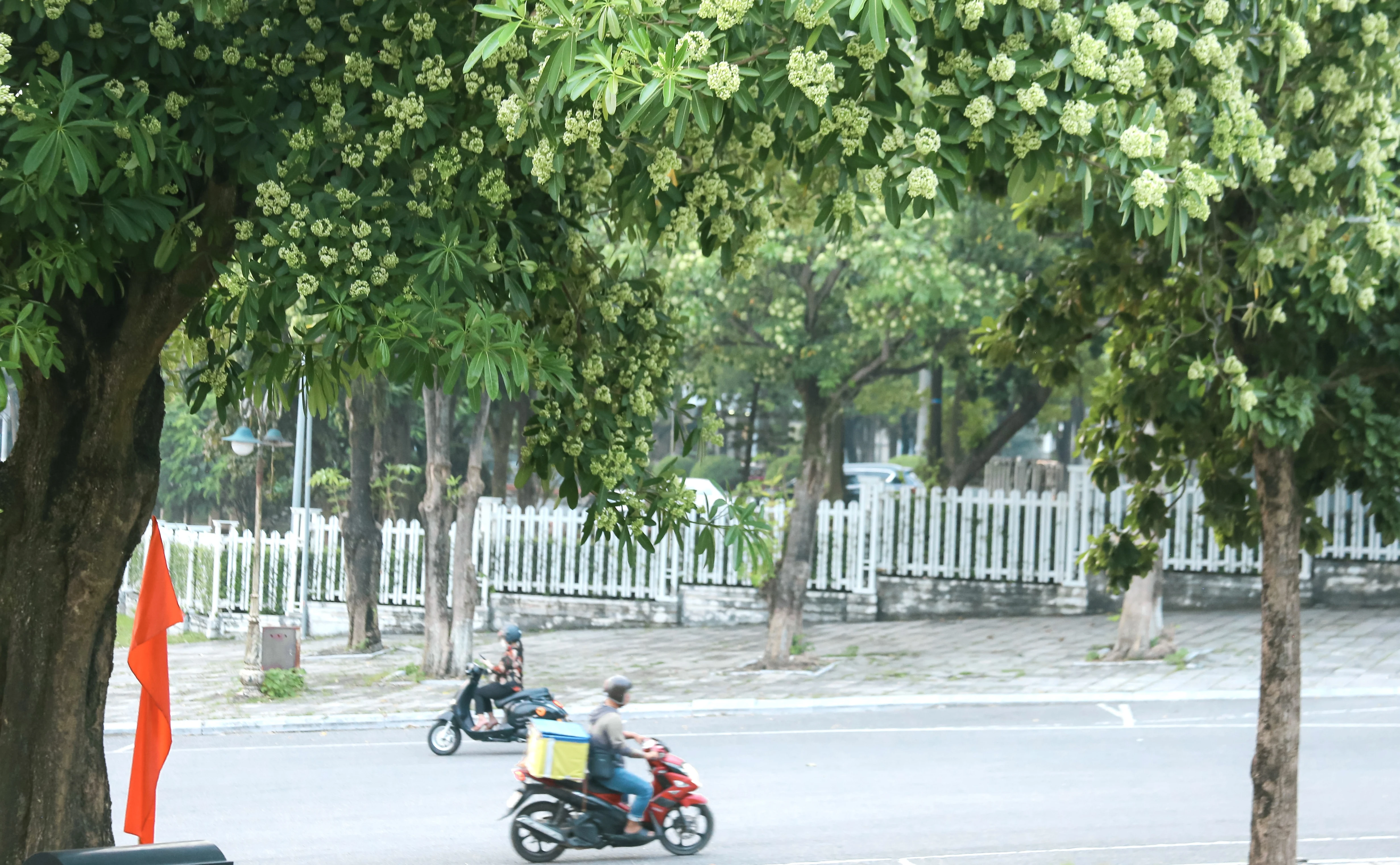 Mùa hoa sữa về trên phố