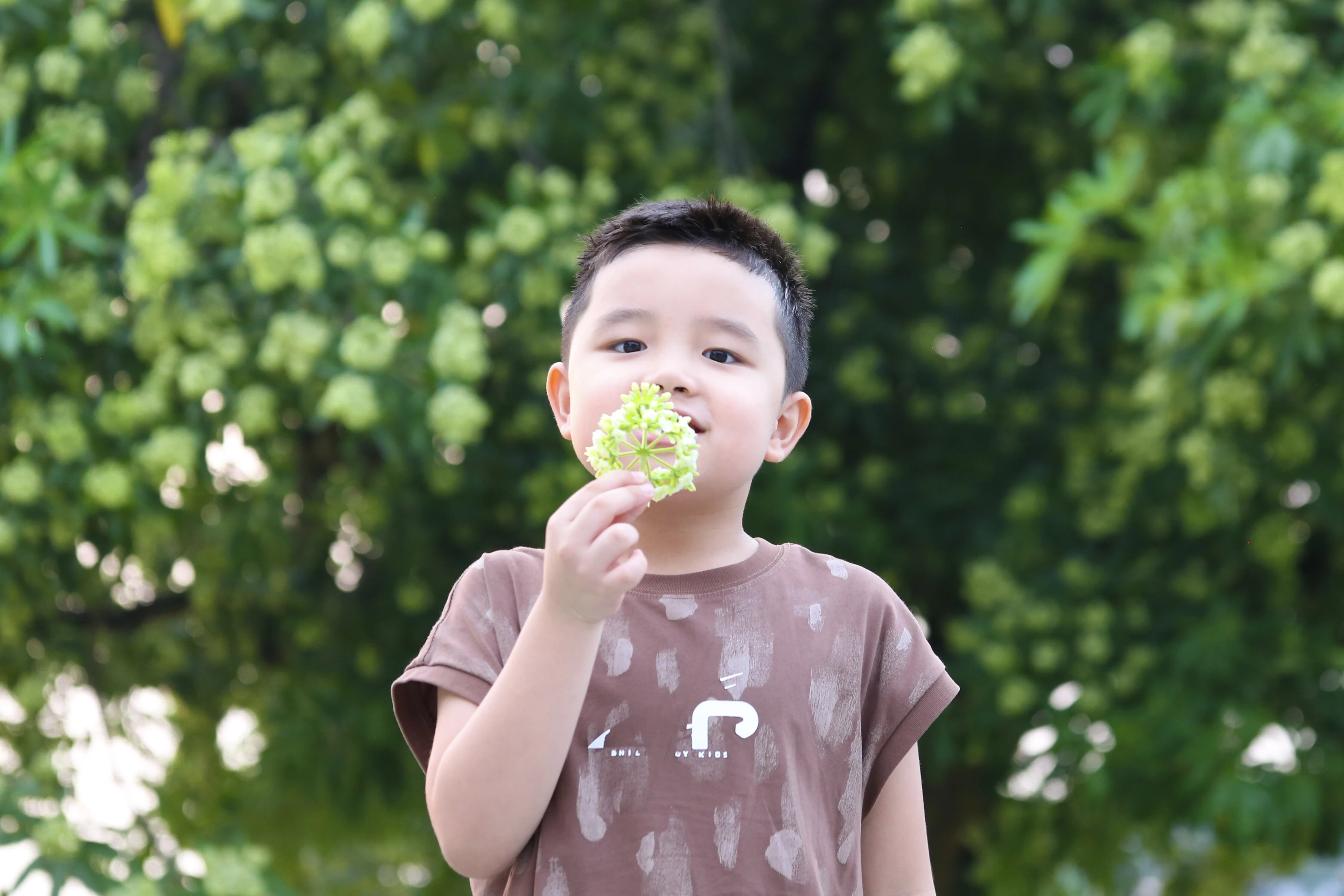 Mùa hoa sữa về trên phố