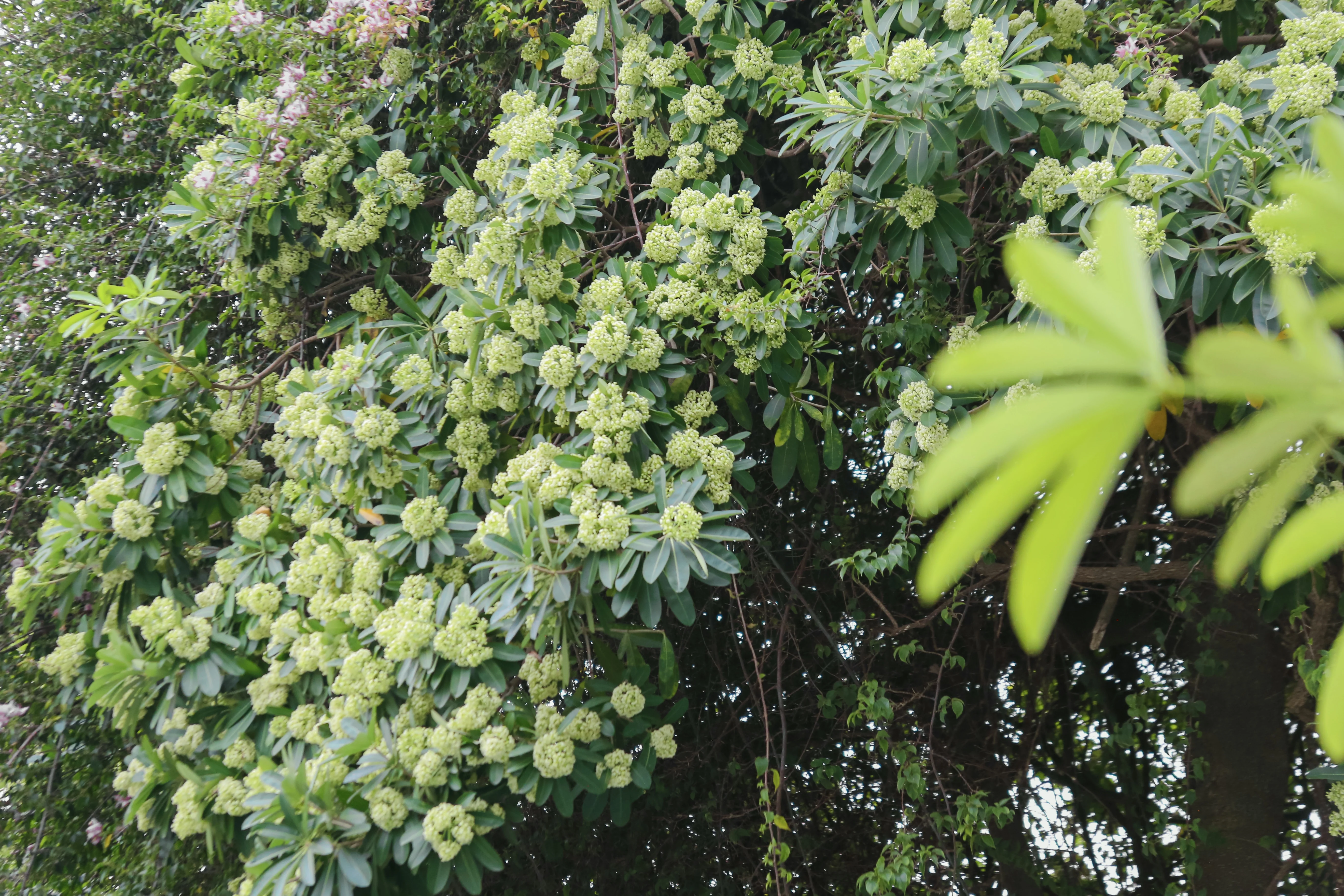 Mùa hoa sữa về trên phố