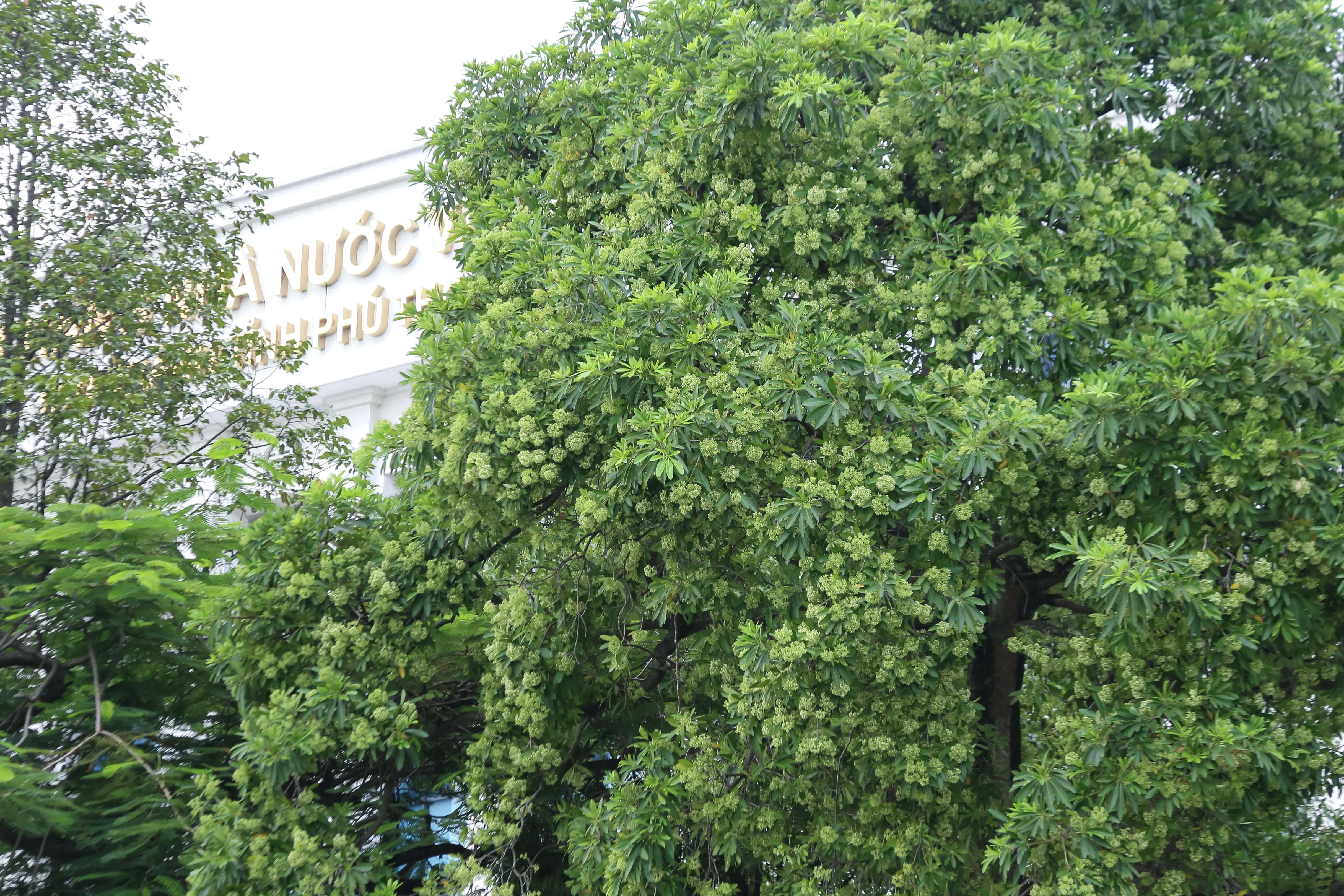 Mùa hoa sữa về trên phố