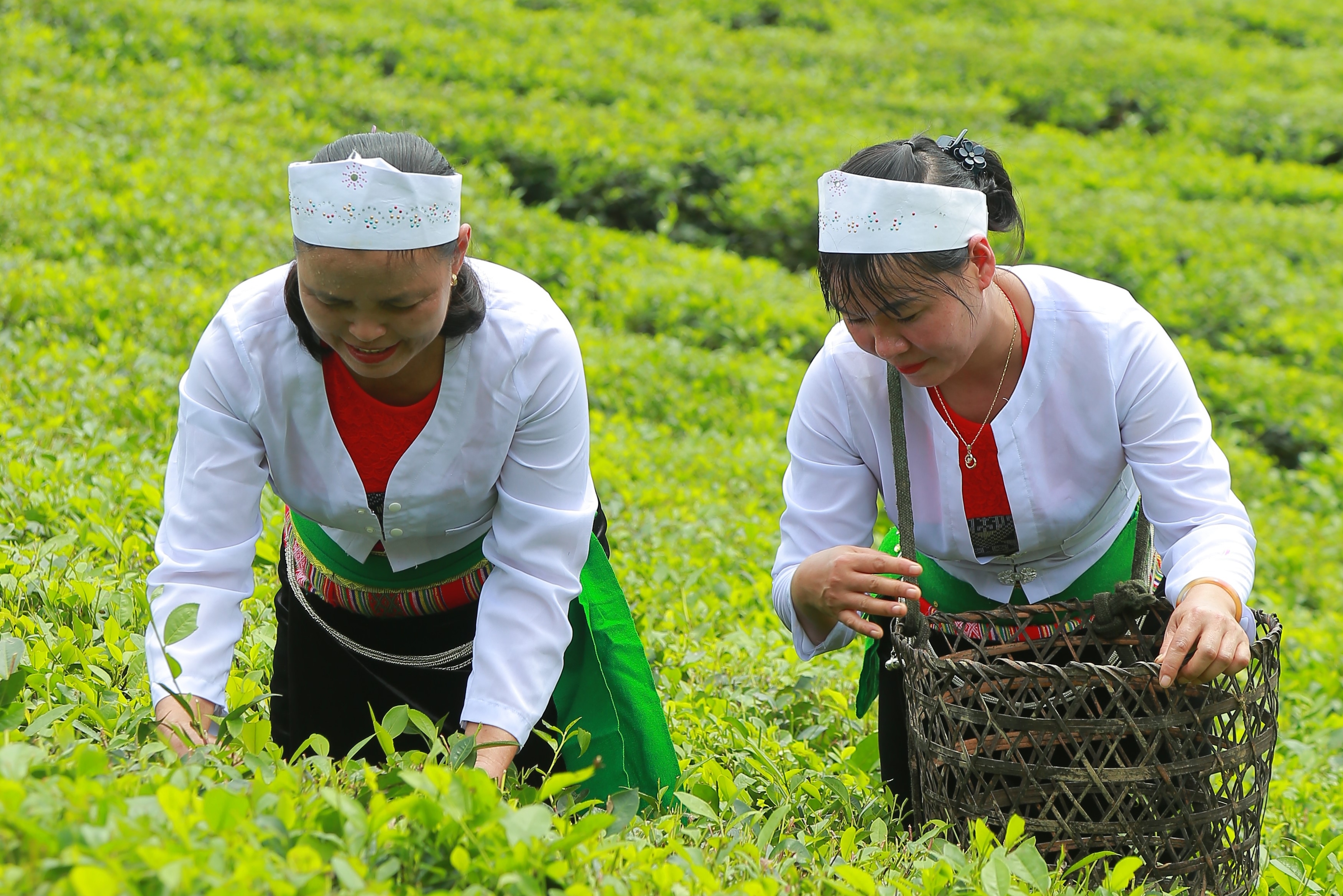 Chè sương sớm Xuân Sơn