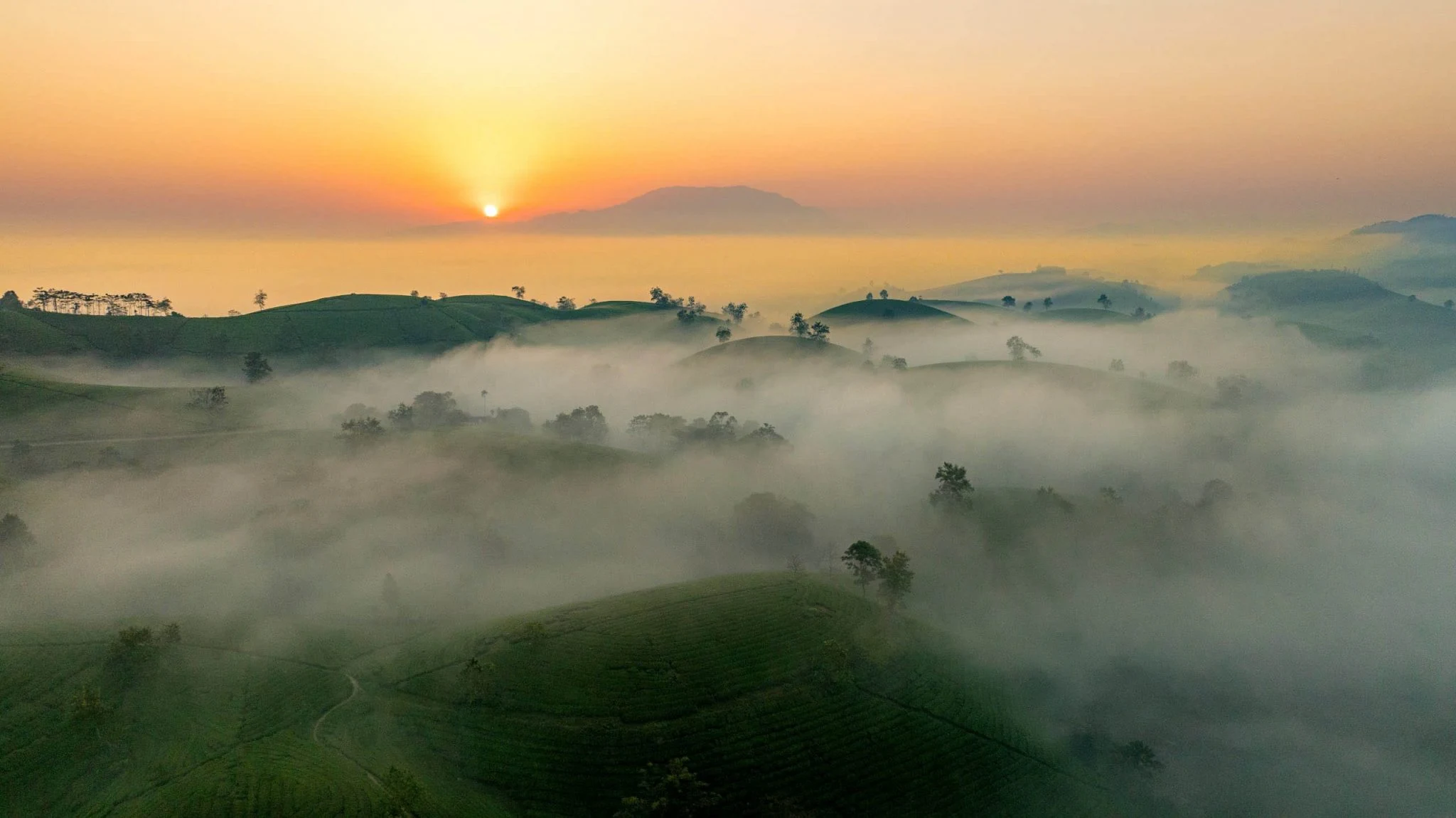 Bình minh trên những đồi chè “bát úp” ở Phú Thọ