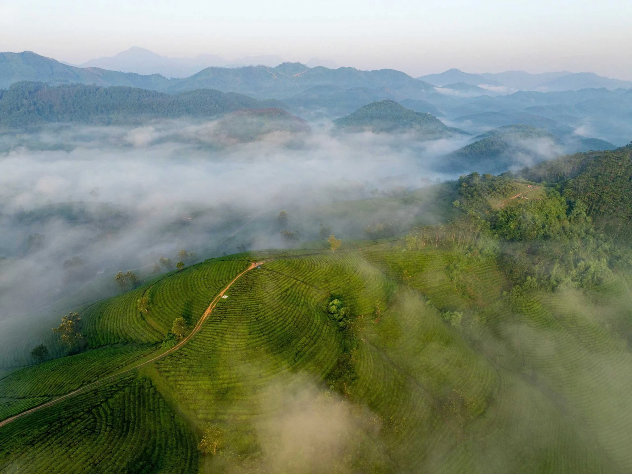 Bình minh trên những đồi chè “bát úp” ở Phú Thọ