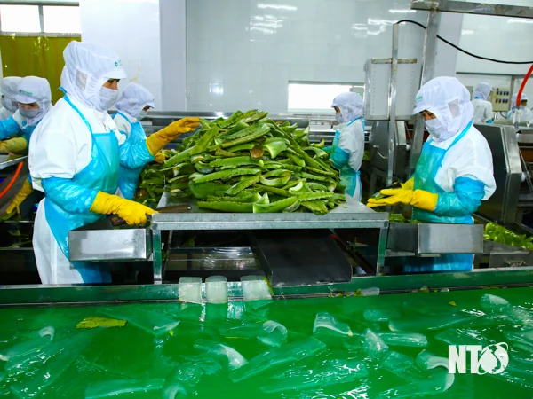 Ninh Thuận “trải thảm đỏ” mời gọi nhà đầu tư