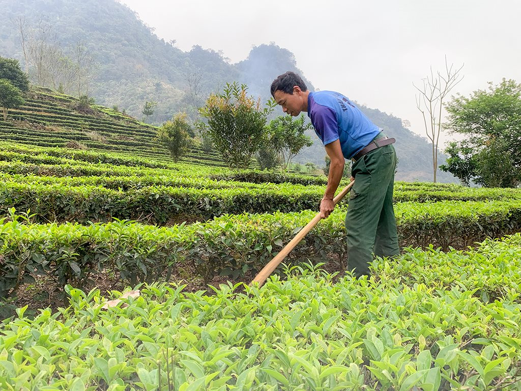 Nâng cao chất lượng chè ở Yên Lập