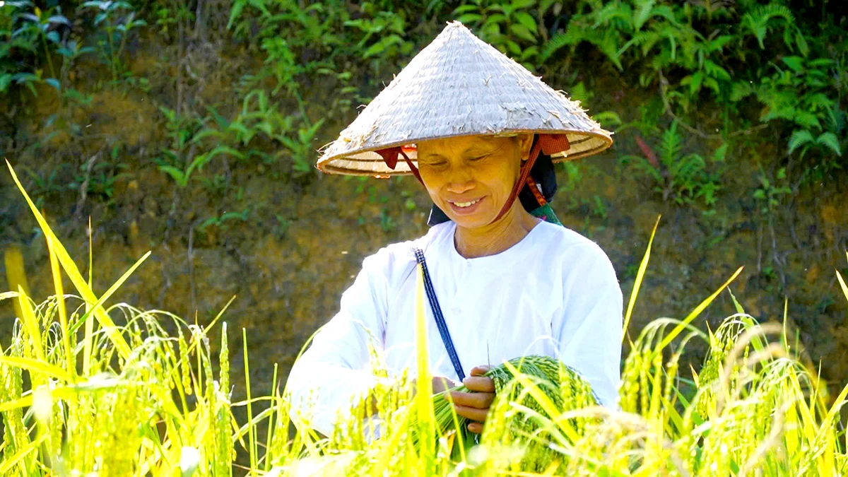 Dẻo thơm hương cốm Nà Chì