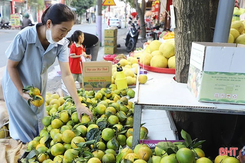 Đặc sản cam Hà Tĩnh vào mùa thu hoạch