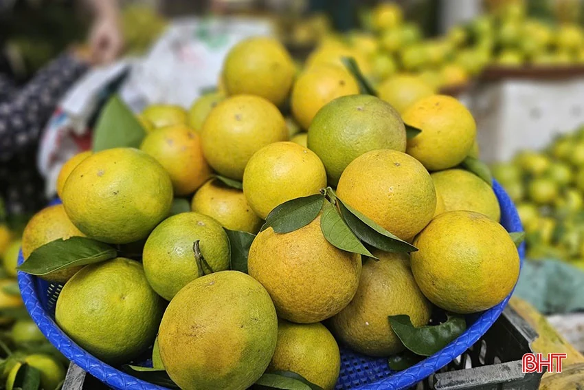 Đặc sản cam Hà Tĩnh vào mùa thu hoạch