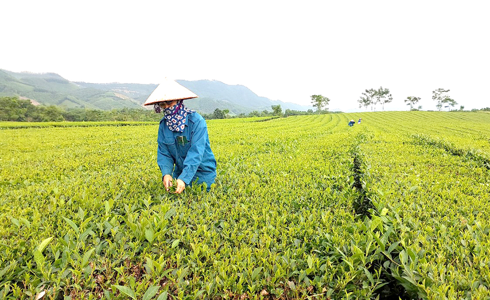 Tháo gỡ khó khăn cho đồng bào dân tộc thiểu số về đất ở, đất sản xuất