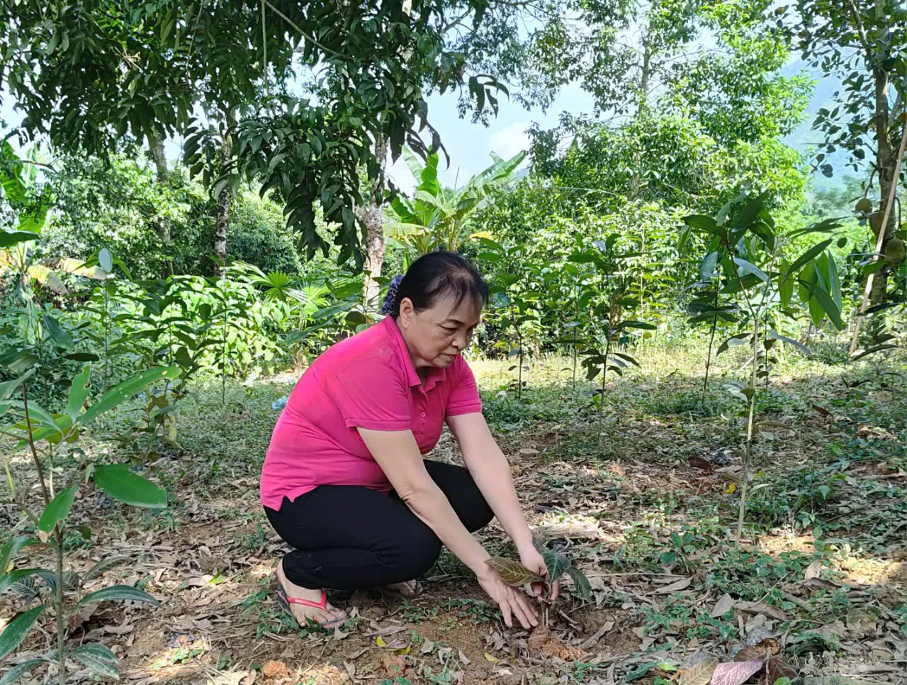 Phát triển kinh tế lâm nghiệp cho đồng bào dân tộc thiểu số