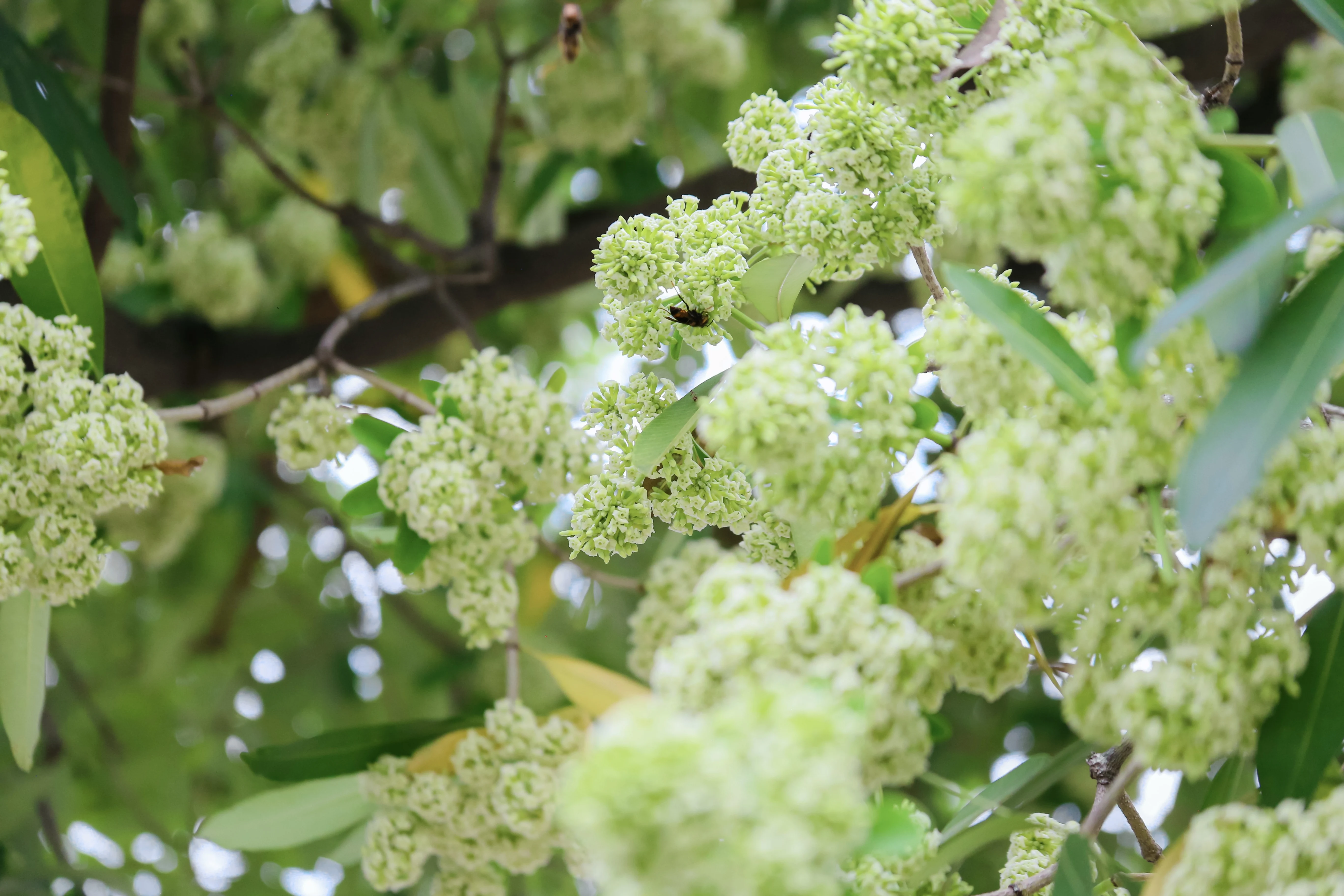 Return of Sweet-Smelling Flowers on Streets