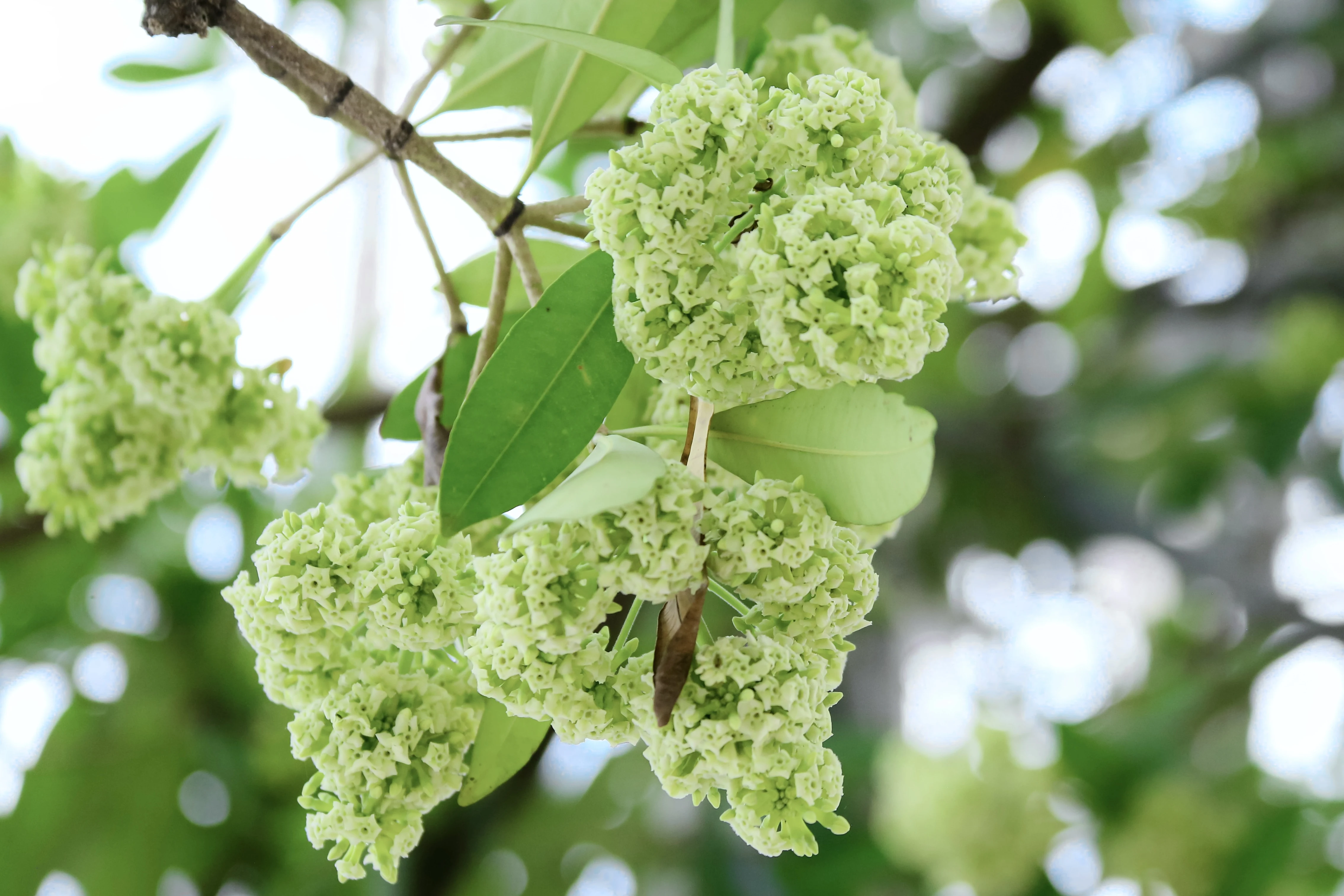Return of Sweet-Smelling Flowers on Streets