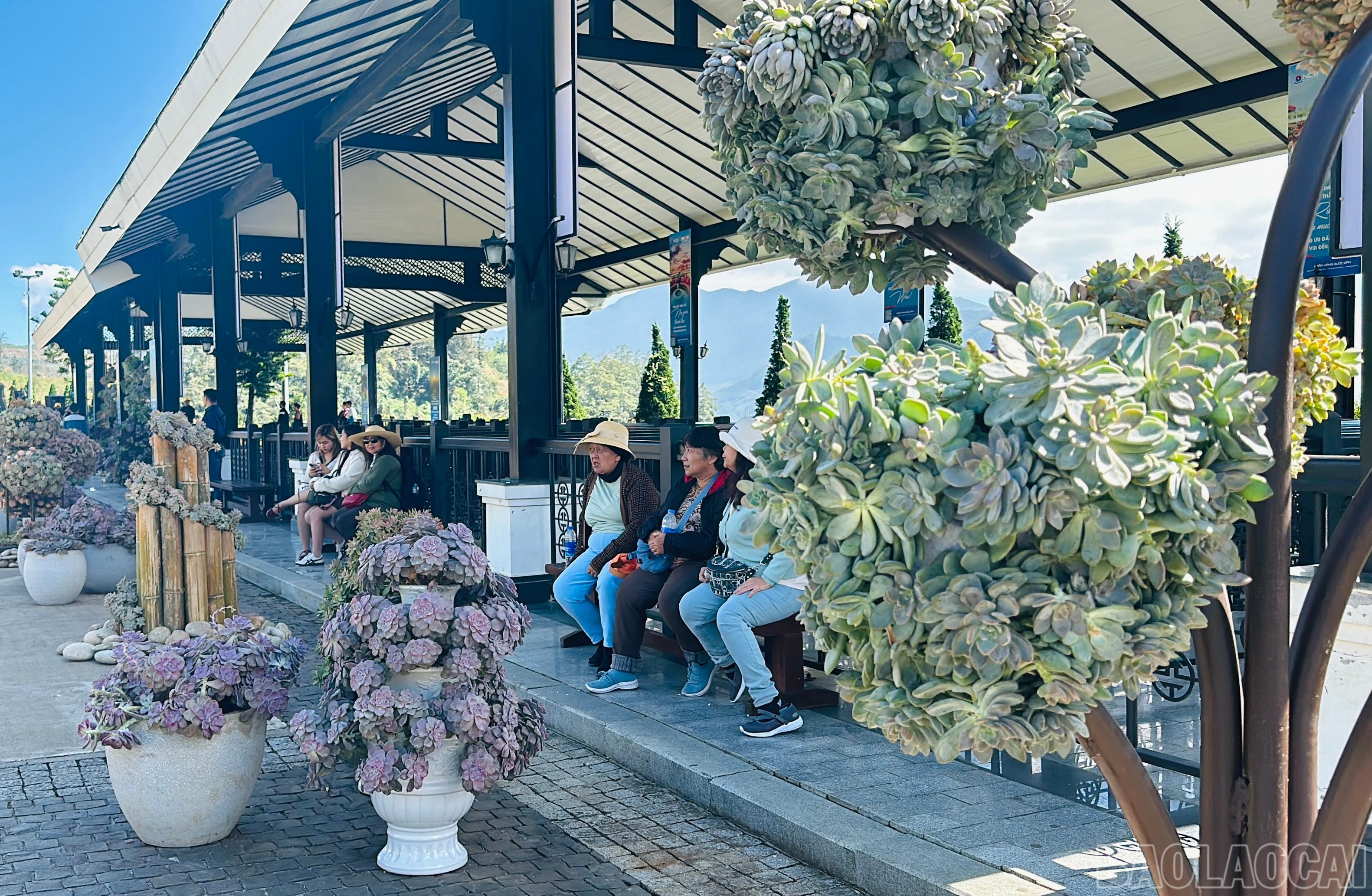 Lễ hội hoa sen đá trong mùa săn mây đẹp nhất năm tại Sa Pa
