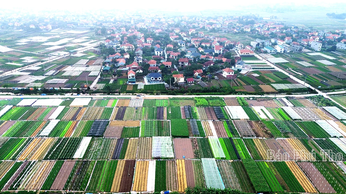 Colorful picture on Tu Xa field