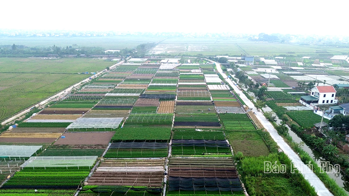 Colorful picture on Tu Xa field