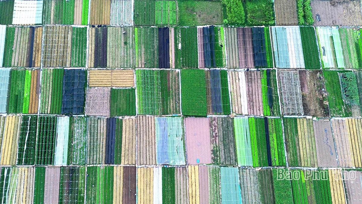 Colorful picture on Tu Xa field