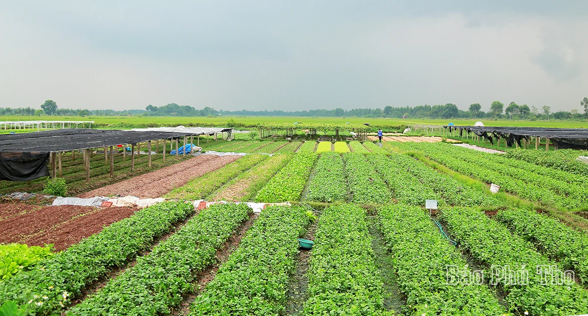 Colorful picture on Tu Xa field