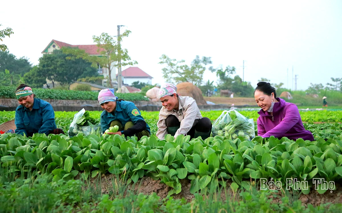Colorful picture on Tu Xa field