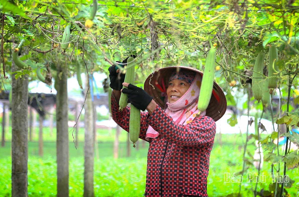 Colorful picture on Tu Xa field