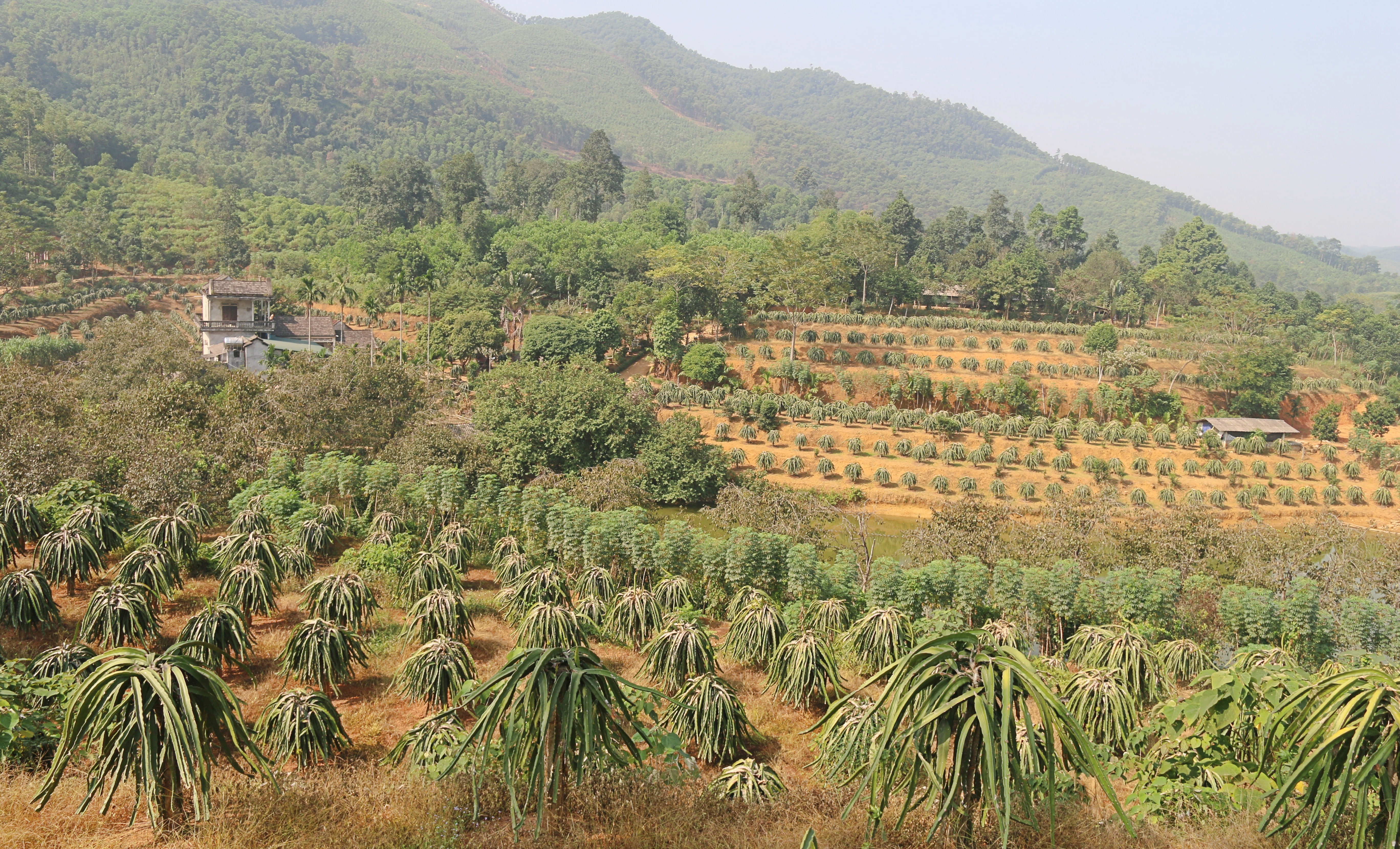 Làm giàu trên quê hương