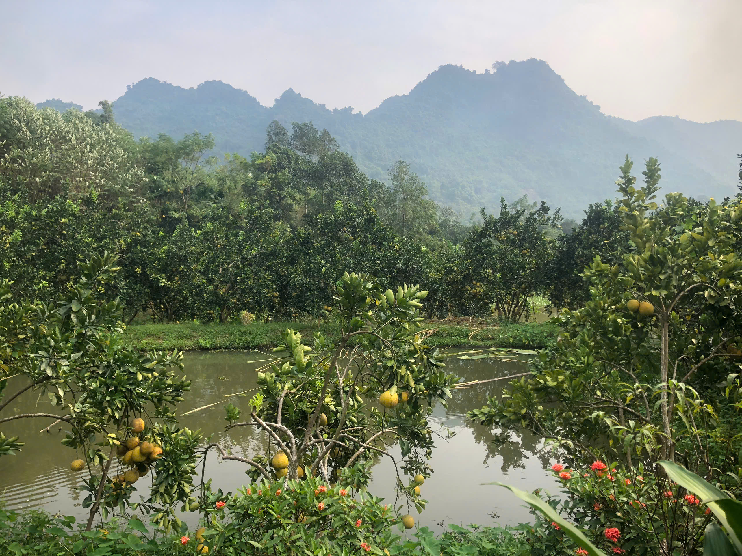 Cây bưởi Diễn ở Tân Lập