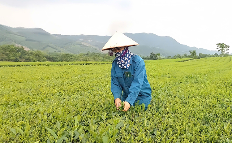 Đào tạo nghề cho đồng bào dân tộc thiểu số