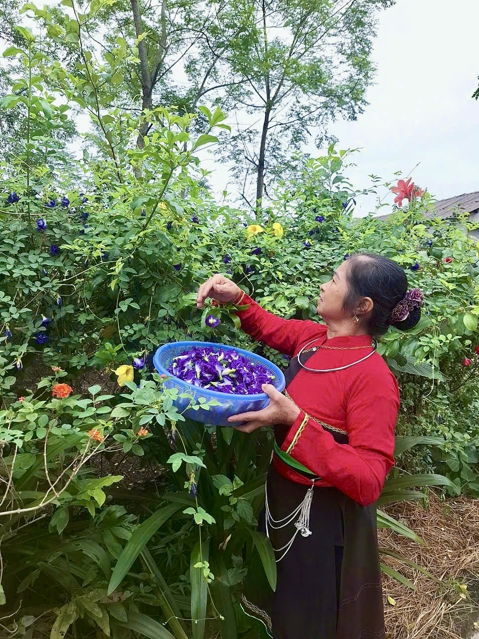 Bánh ngũ sắc - đặc sản độc đáo của đồng bào Cao Lan