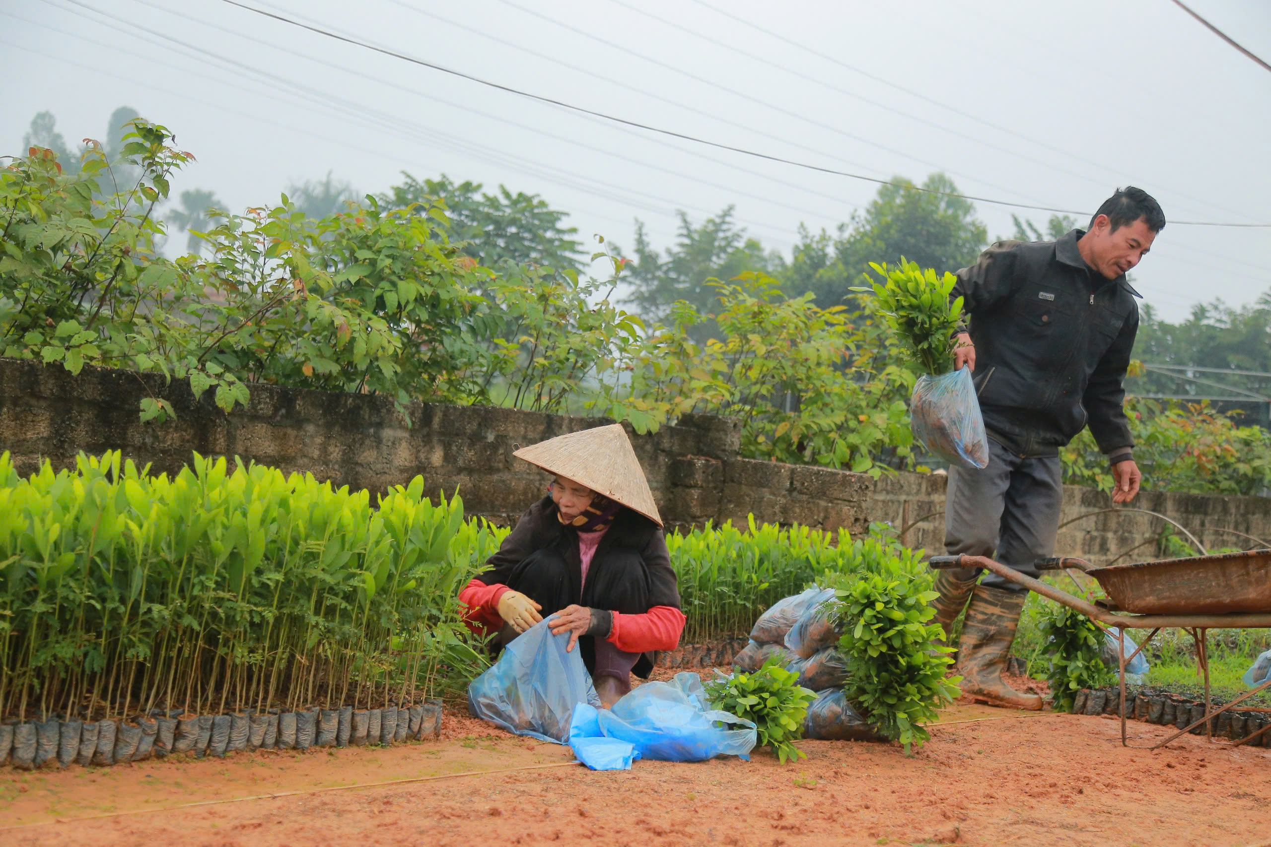 Phu Tho exceeds 2024 forest planting target