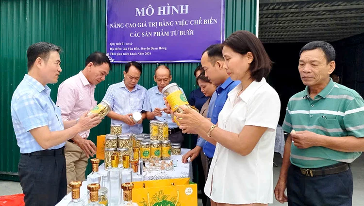 Sustainable development of pomelo trees