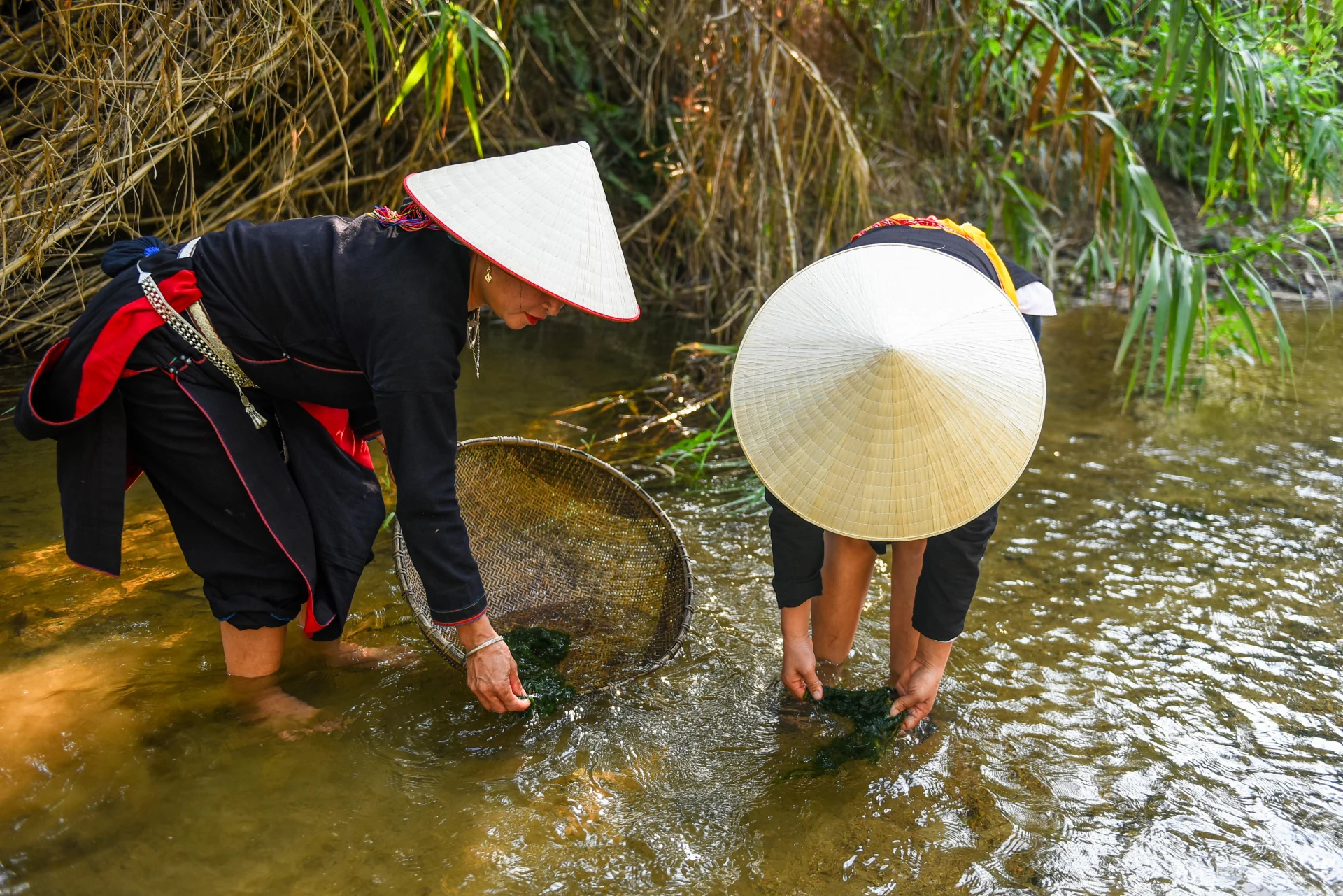 Rêu đá - Thức quà của dòng suối trong lành