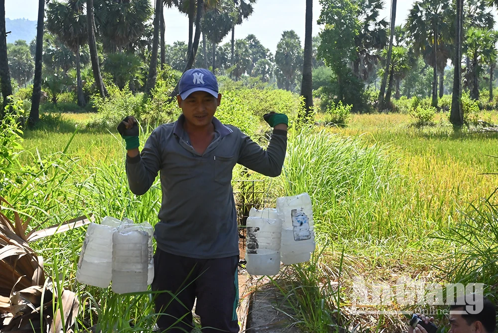 Rộn ràng mùa lấy mật thốt nốt
