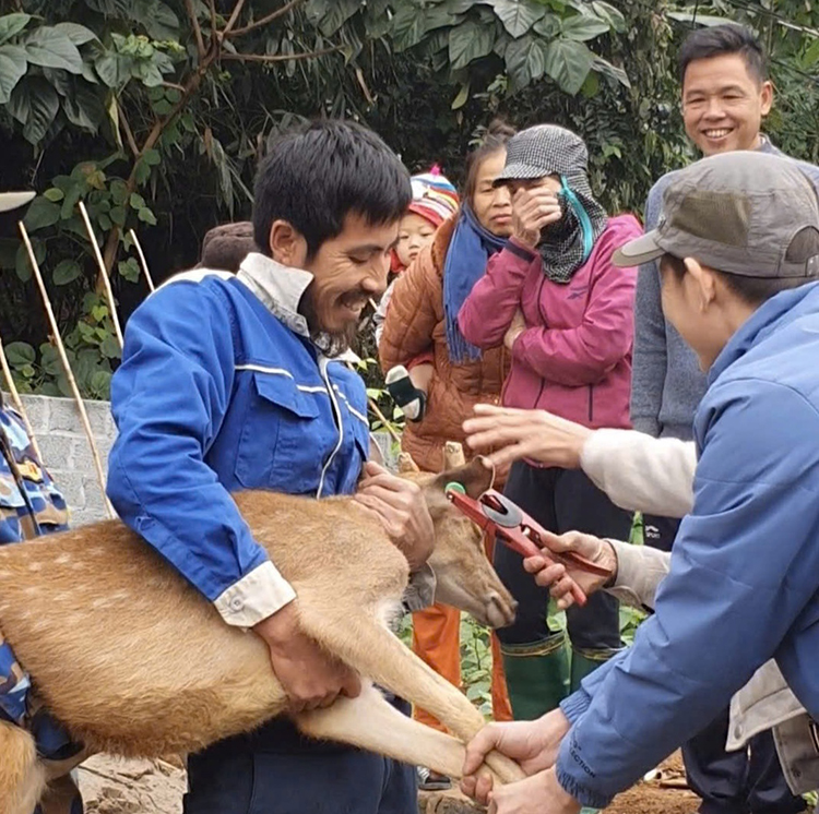 Bàn giao hươu sao lấy nhung hỗ trợ hộ dân thoát nghèo