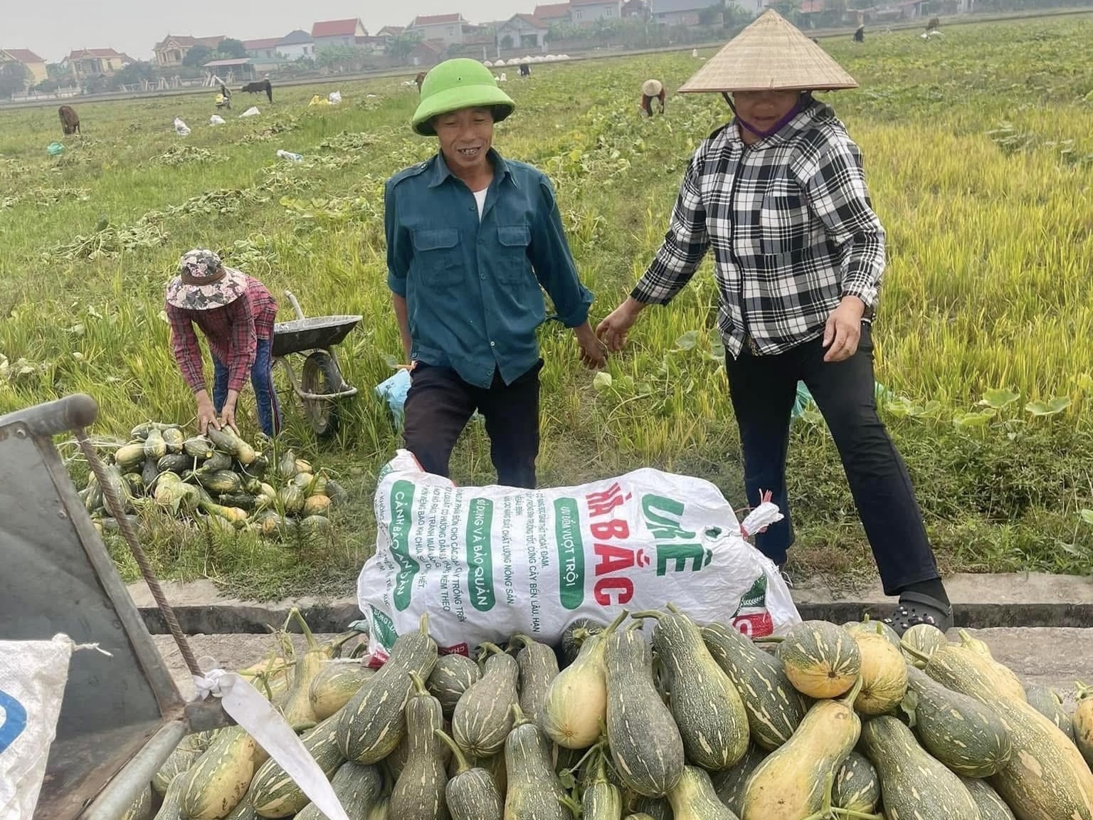 Niềm vui trên những cánh đồng vụ đông