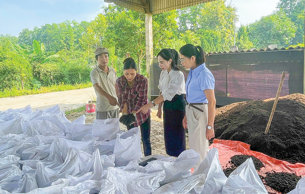 Phát triển nuôi giun quế mang lại nhiều lợi ích cho nông nghiệp và môi trường