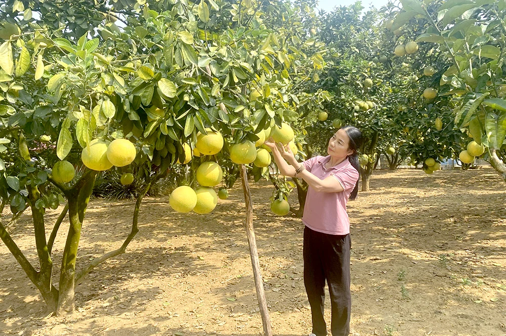 “Khoác áo mới” cho nông sản Đất Tổ