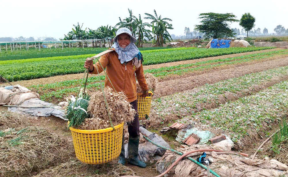 Để sản xuất vụ Xuân thắng lợi