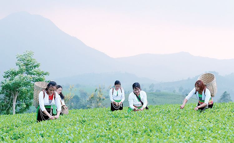 Developing the Long Coc Tea Brand