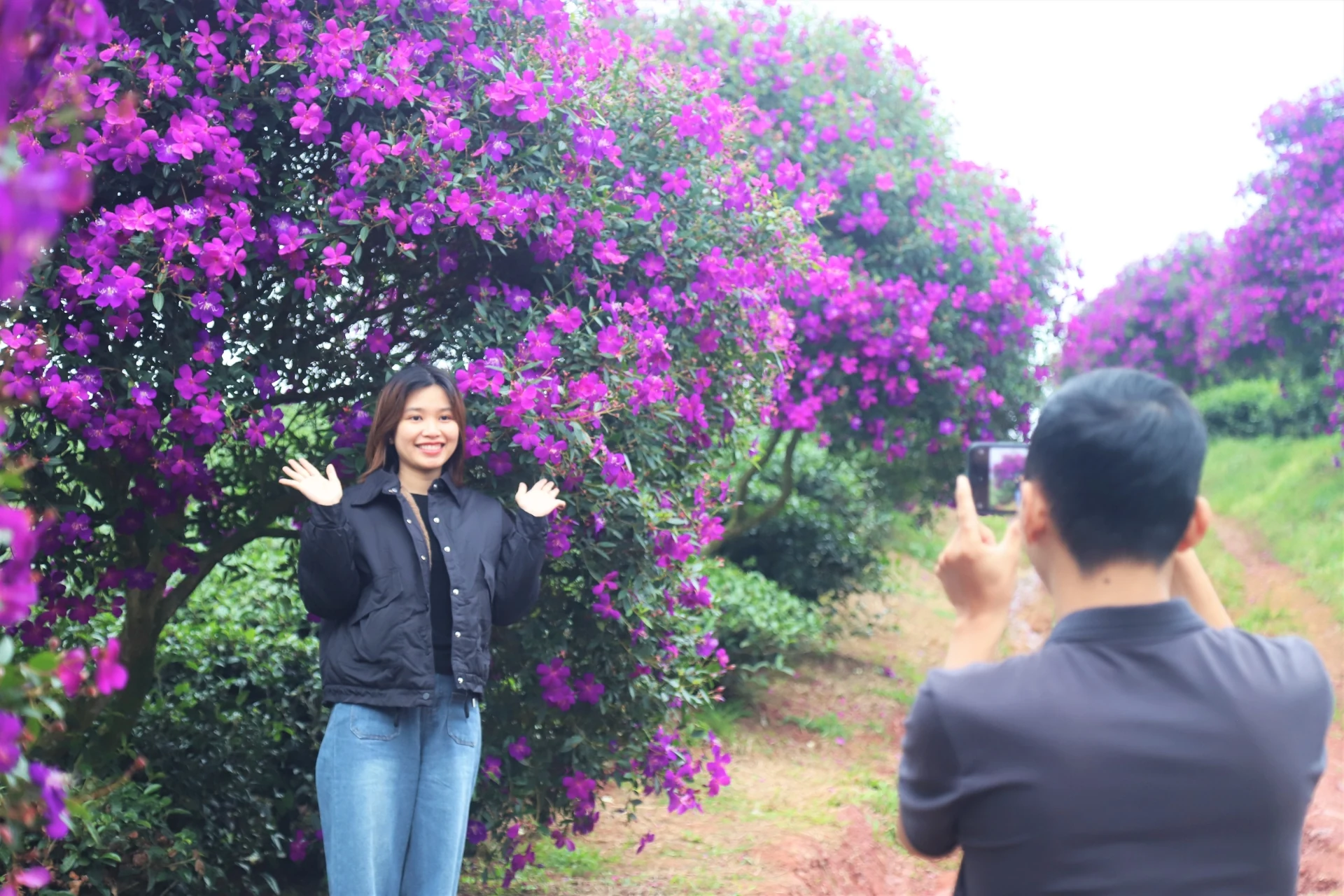 Hoa mua nhuộm tím nông trường chè
