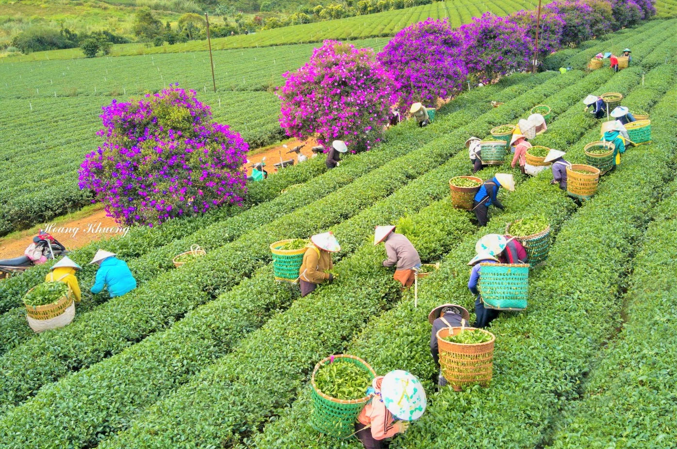 Hoa mua nhuộm tím nông trường chè