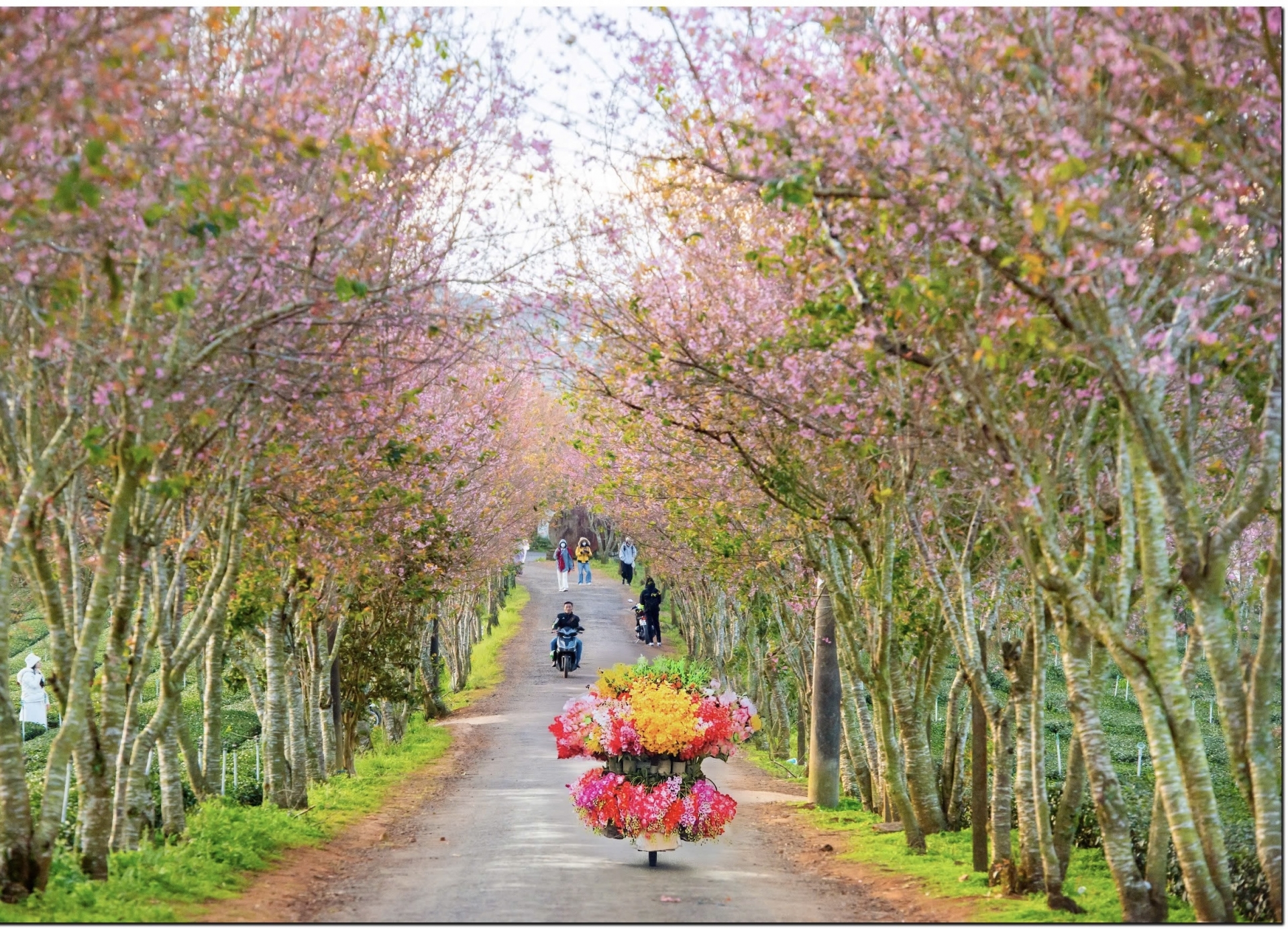 Đến Đà Lạt “săn” mai anh đào nở sớm