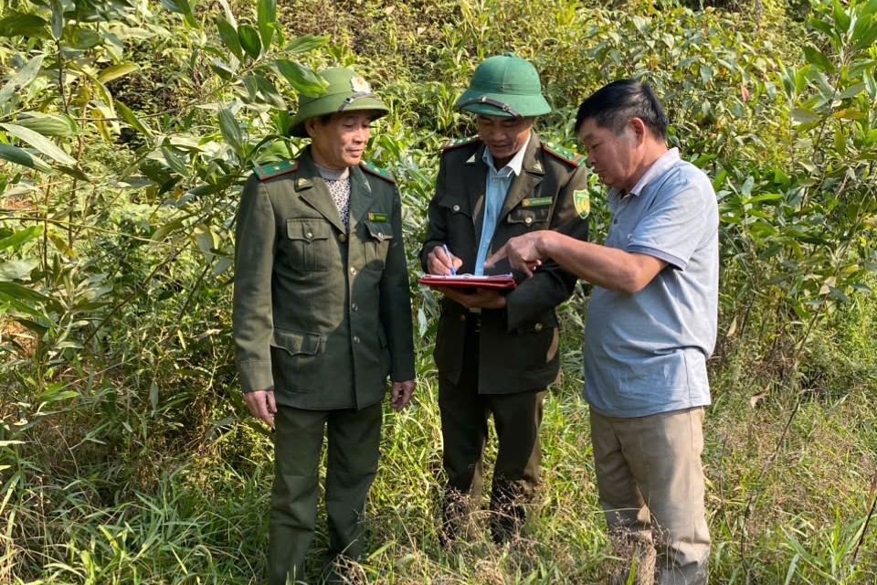 Bình yên cho những cánh rừng