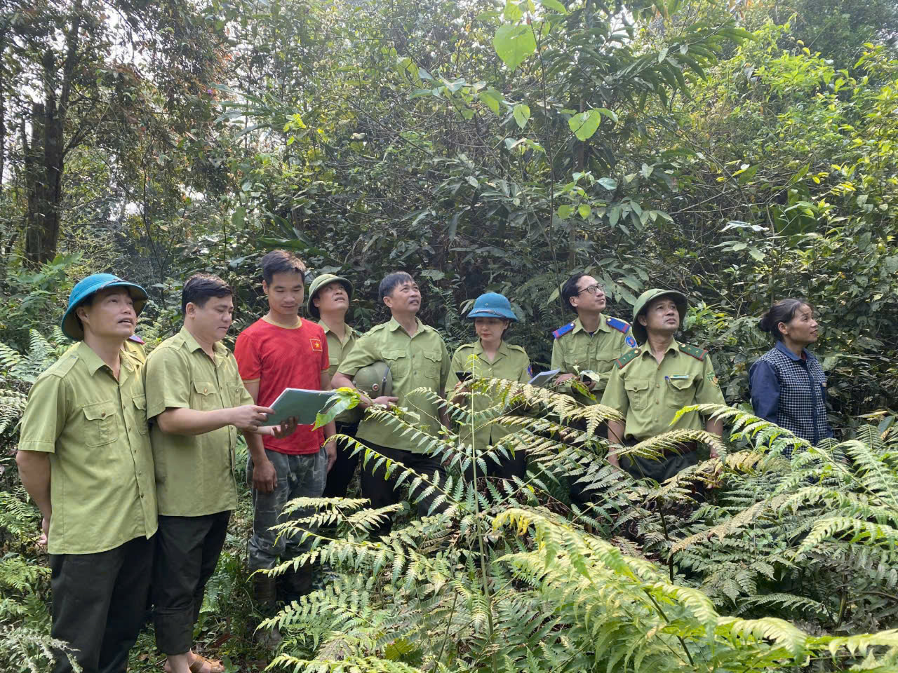 Bình yên cho những cánh rừng