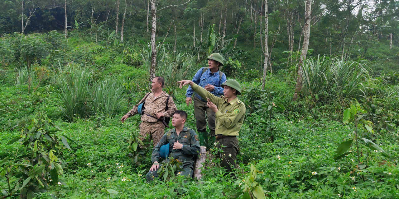 Bình yên cho những cánh rừng