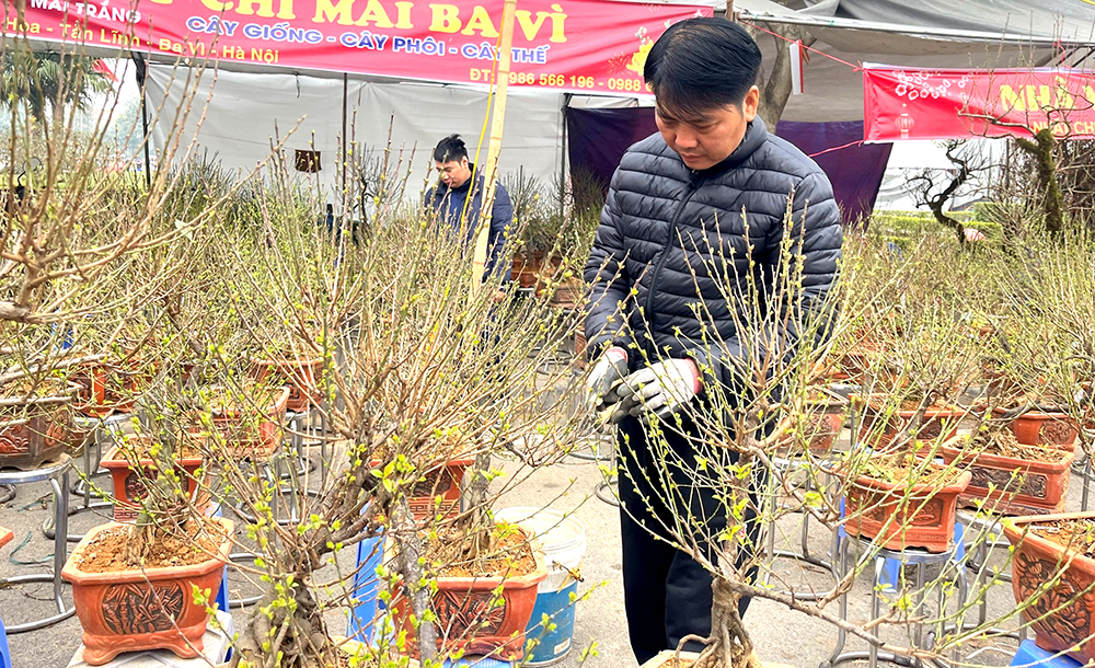 Thú chơi hoa mai ngày Tết