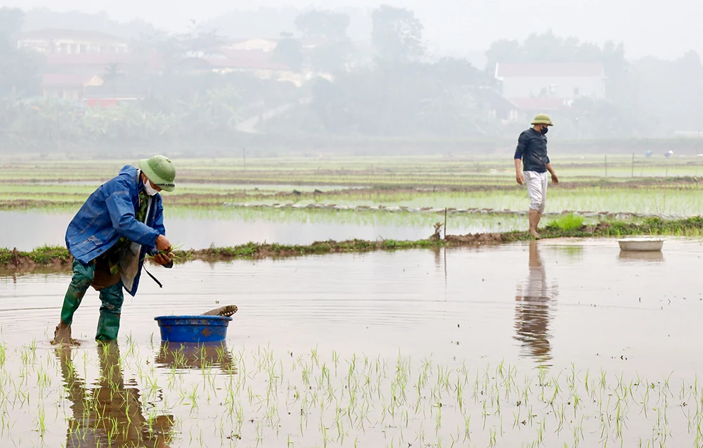 Màu xanh trở lại nơi cơn lũ đi qua