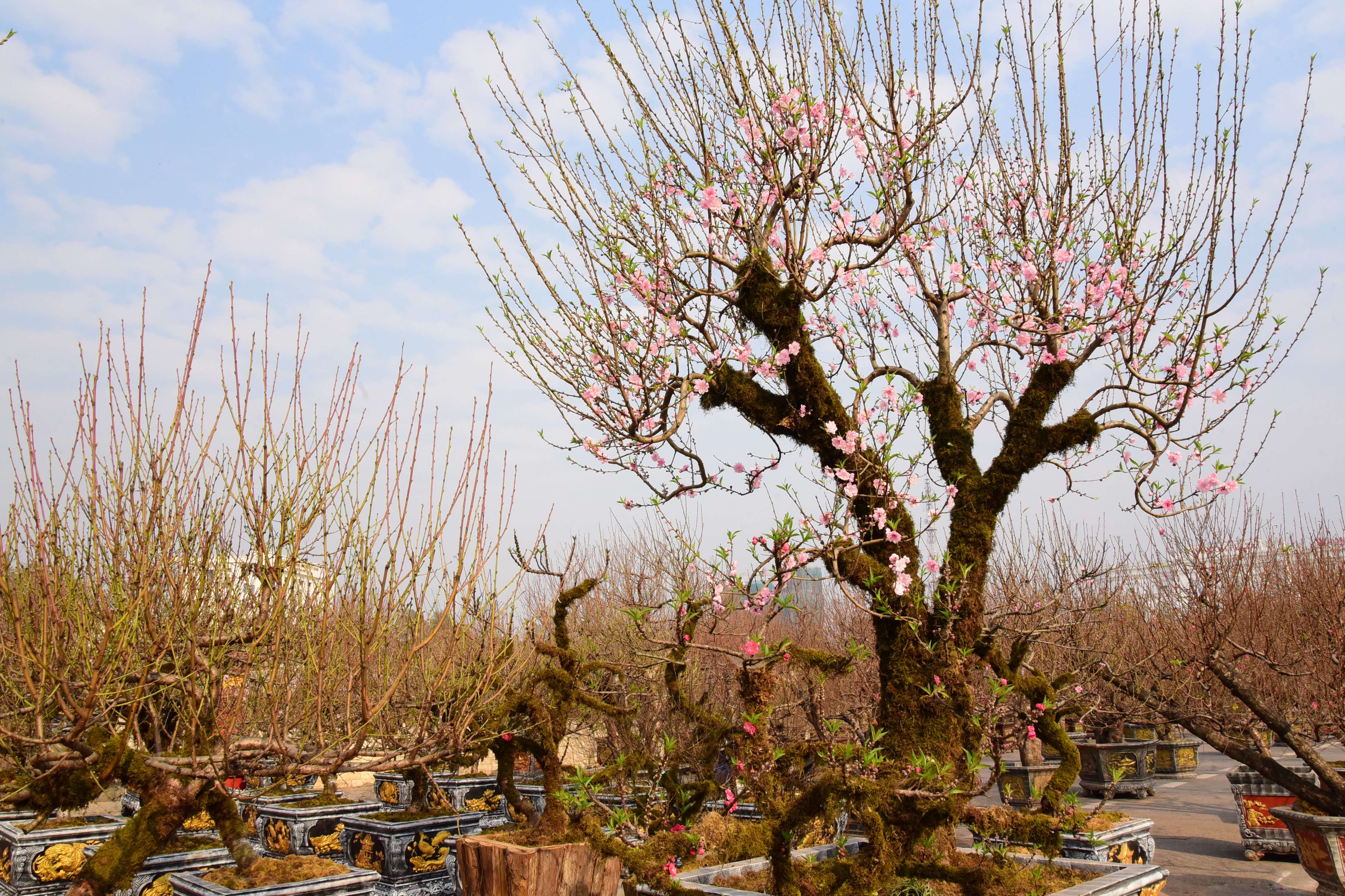 Vibrant Flower Market during Tet