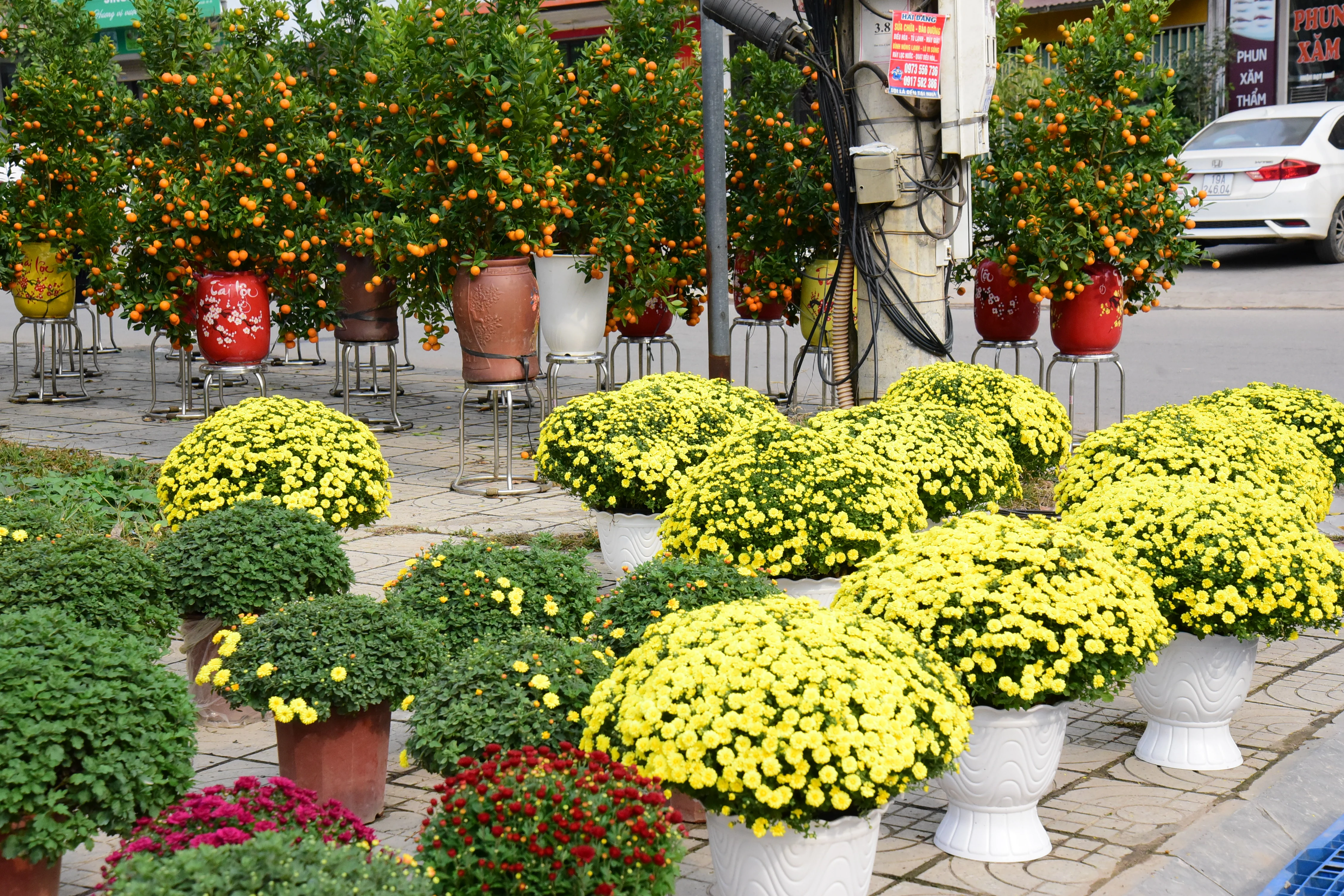 Vibrant Flower Market during Tet