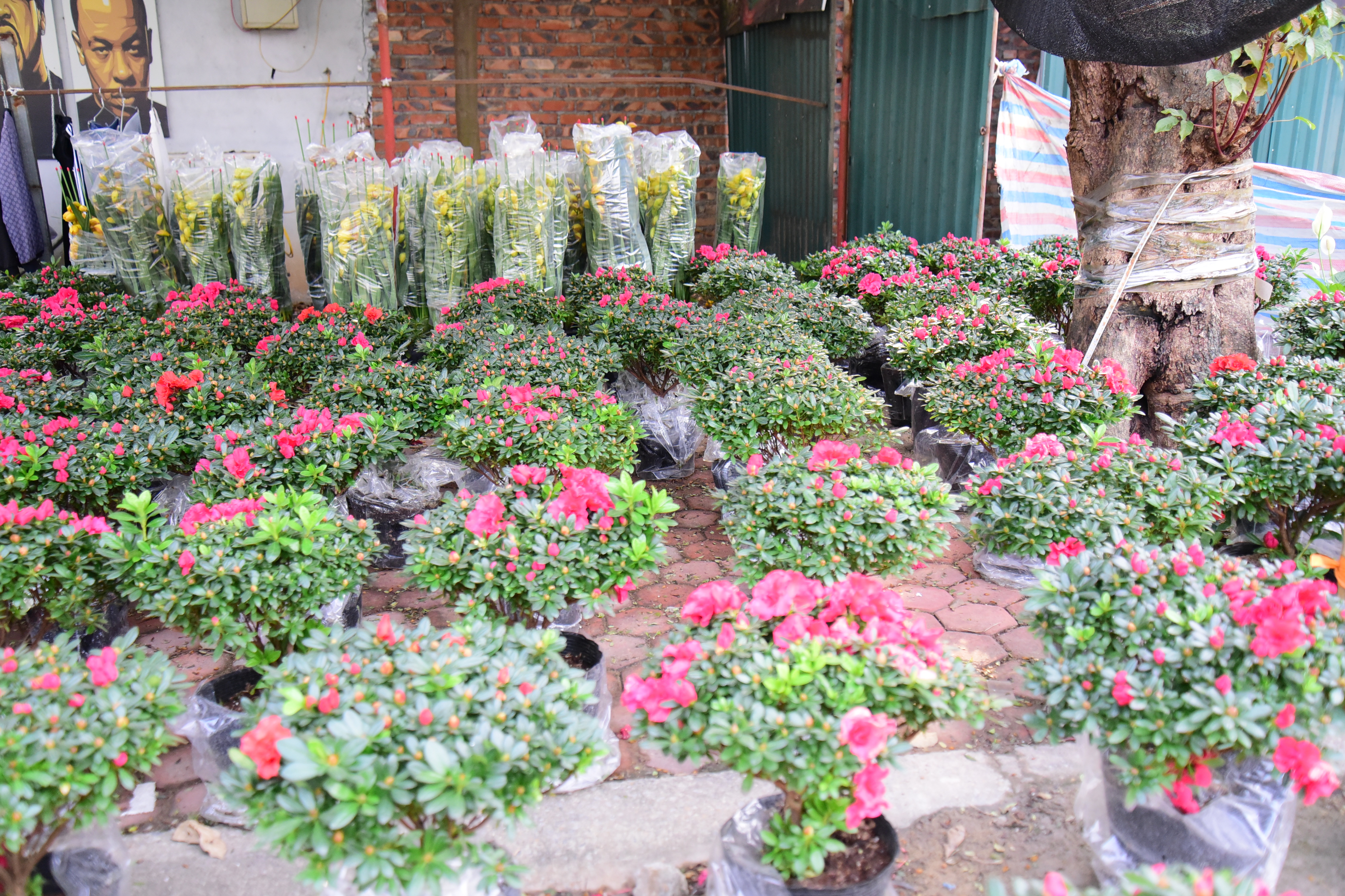 Vibrant Flower Market during Tet